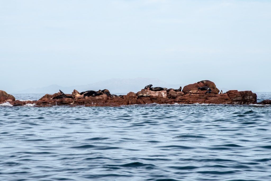 Shoreline covered in sea lions