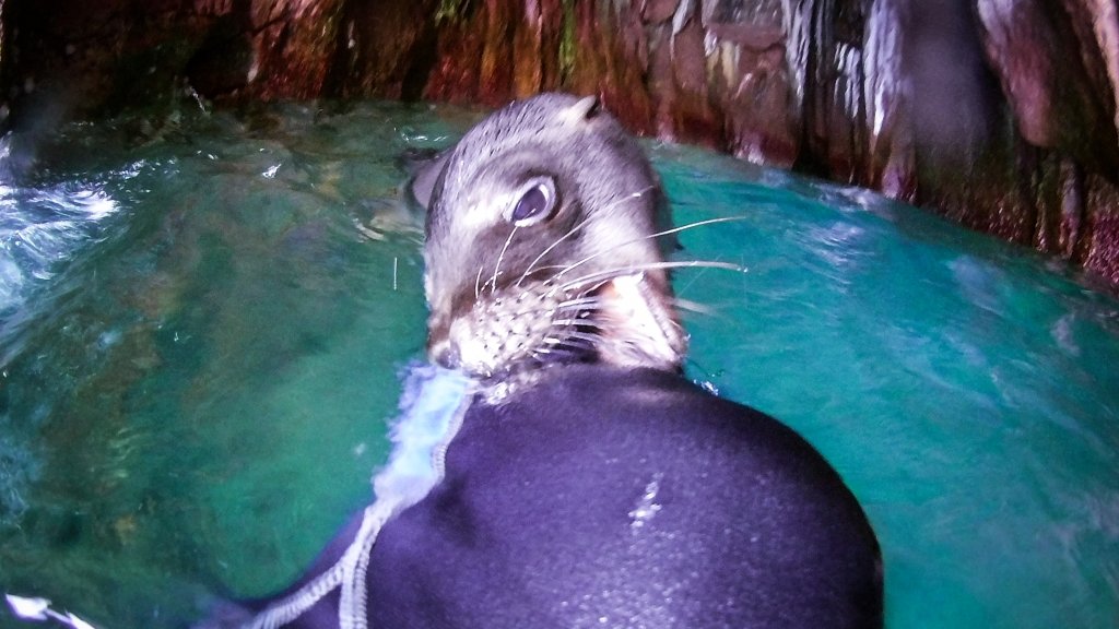 sea lion pup playing with us