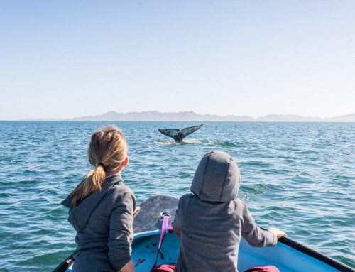 A Bucket List Adventure Completed: Magdalena Bay Whales