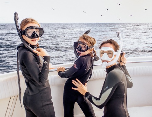 We Snorkelled with Marlin…and it was EPIC!